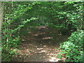 Track in Tangle Wood in TN27 0HG