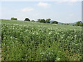 Hillside Crops Near Moreton on Lugg in Herefordshire