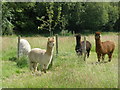 Alpacas, near Blackwater in TA20 3LD