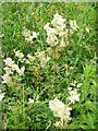 Meadowsweet (Filipendula ulmaria), Higher Marsh in BA8 0TQ