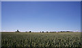 Mill Hill wheat field in Shimpling