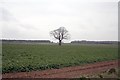 Solitary tree in a field in Tickencote