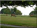 Deer at Wollaton Park in NG7 2QD