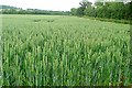 Wheat at Astrophill Farm in OX17 3QN