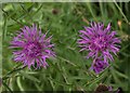 Knapweed near Budleigh in TA3 7NZ