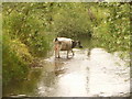Broom: a cow in the River Axe in Devon in EX13 7AR