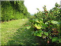 Footpath past blackcurrant Orchard in ME13 9NB
