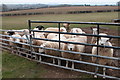 Sheep at Upper Monkton Farm in HR2 8PE