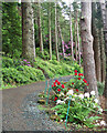 Flowers by the footpath, Cragside in NE65 7PX