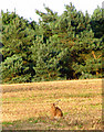 A hare enjoying the evening sunshine in Kirby Bedon