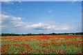 Field of Poppies in IP25 7PZ