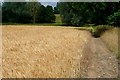 Footpath through the barley in RG26 5FL