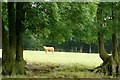 Attentive cow north of Dicker's Copse in RG7 2LT
