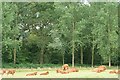 Cattle at Dicker's Copse in RG7 2LT