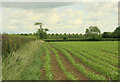 2009 : Hedgerow and maize in SN14 7BA