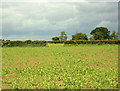 2009 : Footpath through maize near Yatton Keynell in SN14 7BA