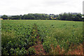 Crop field near Hook Wood in TN15 9DG