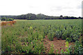 Crop field towards Osier Bed Wood in TN15 0ES