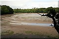 Cofflete Creek at Low Tide in PL8 2DE