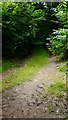 Woodland track near Easebourne in GU29 0BJ
