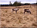 Reindeer at Palacerigg Country Park in Cumbernauld East Ward