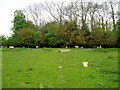 Path through field of sheep in Kidderminster Foreign