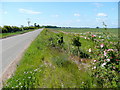 Wild rose, fenland road in PE12 9NG