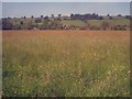 Hay meadow at Longridge Farm in GL19 4HX