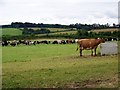 Dairy herd, Bridford in Bridford