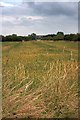 Field Near Manor Farm in TS10 5SG
