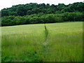 Footpath through crops in WR6 6AR