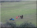 Ponies near Morton Underhill in B96 6SR