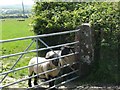 Inquisitive sheep in Rhosybol Community