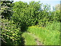 Footpath along the abandoned farm road to Hafod y gors in Rhosybol Community