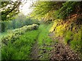Footpath to Sowton Mill in EX6 7HG