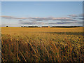 Ripening wheat in Westley Waterless