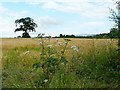 Field of barley at Corby Hill in CA8 9AU