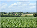 2009 : Maize field behind the Soho Inn in SN11 9LR