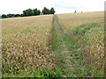 Path to the village of Hedenham in NR35 2LF