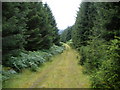 Forest track near Loch Awe side in PA33 1AT