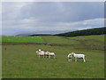 Pasture, Newfield Moor, near Lockerbie in DG11 2RH