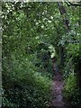 Footpath by the Halse Water in TA4 1AA