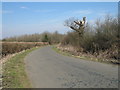 Dead Tree on West End Lane in AL9 6JE