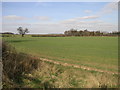 Fields and Trees in Hodsock