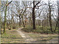 Woodland at north edge of Eltham Park, Kent in SE9 1AR
