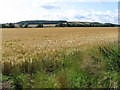 Shelford - corn field in NG12 1EJ