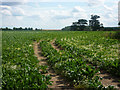 Beet field in IP6 9TH