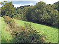 Field and woods near Branford Mill in TA2 8HY