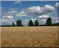 Field of barley in IP14 5DY