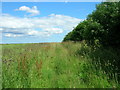 Farm Track beside Towthorpe Plantation in YO25 3XF
